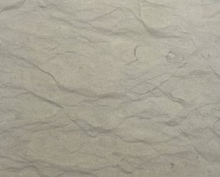 Grey Dove
